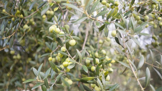 Atrevido Arbequina: Pure Mediterranean Flavor